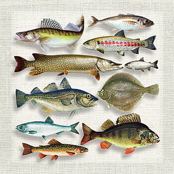 Servett - Fish variety