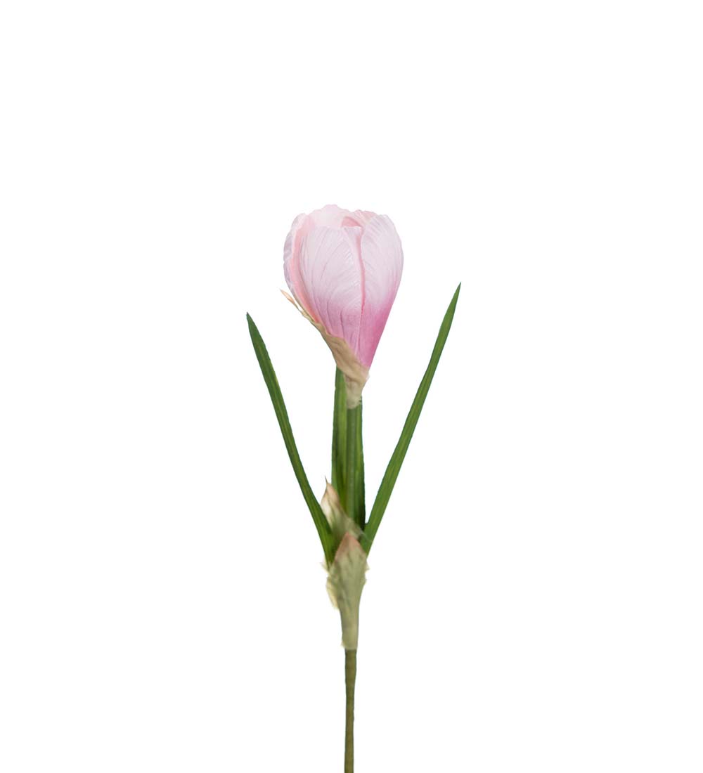 Krokus / Rosa