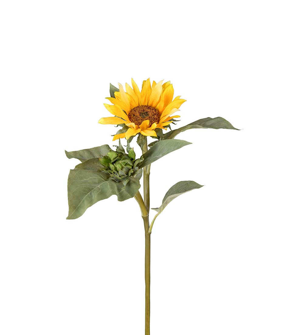 Solros / H: 70cm