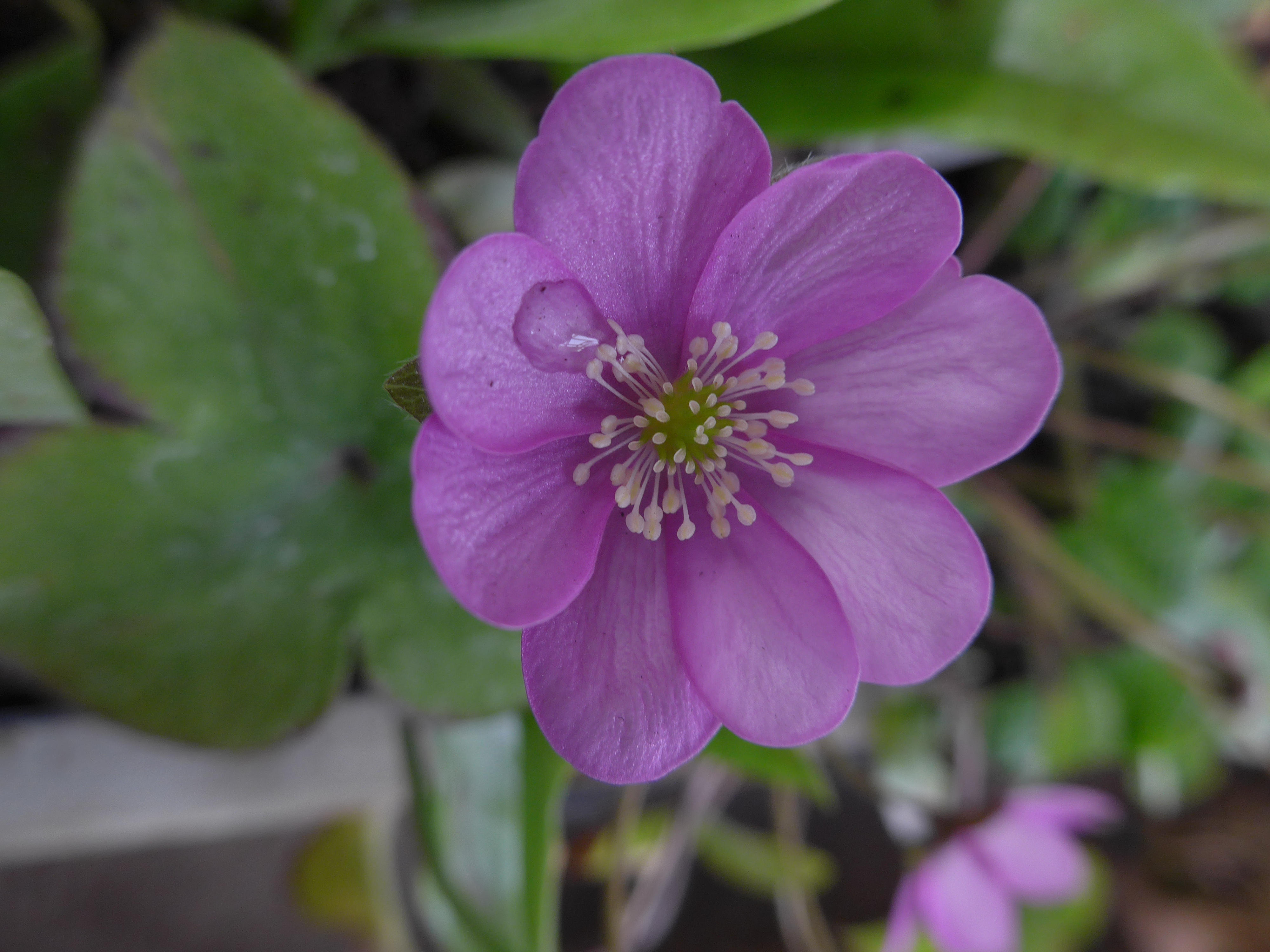 Hepatica x euroasiatica 'Rötgebütteler Röschen' 