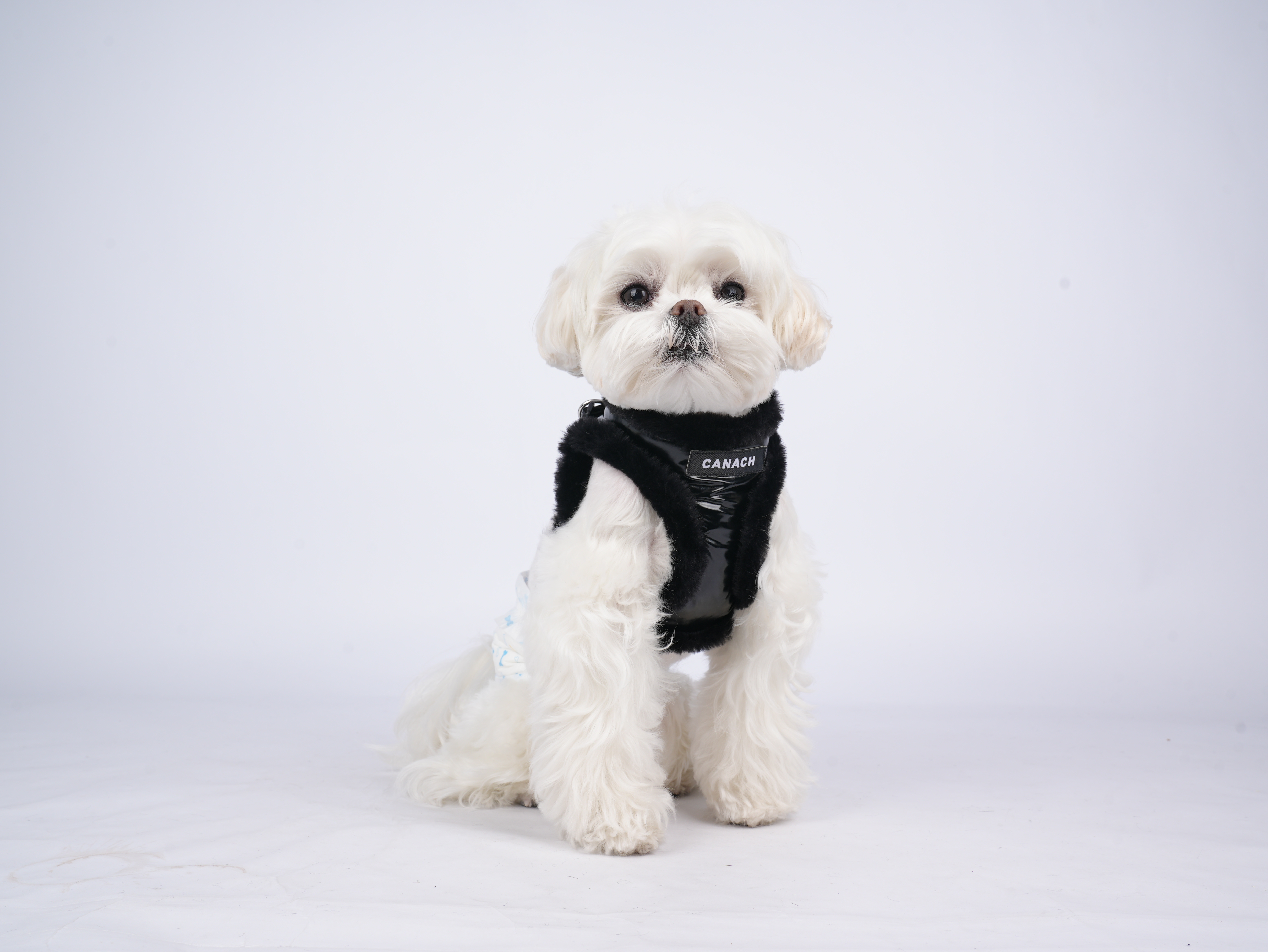 Canach City Black & Black Dog Harness