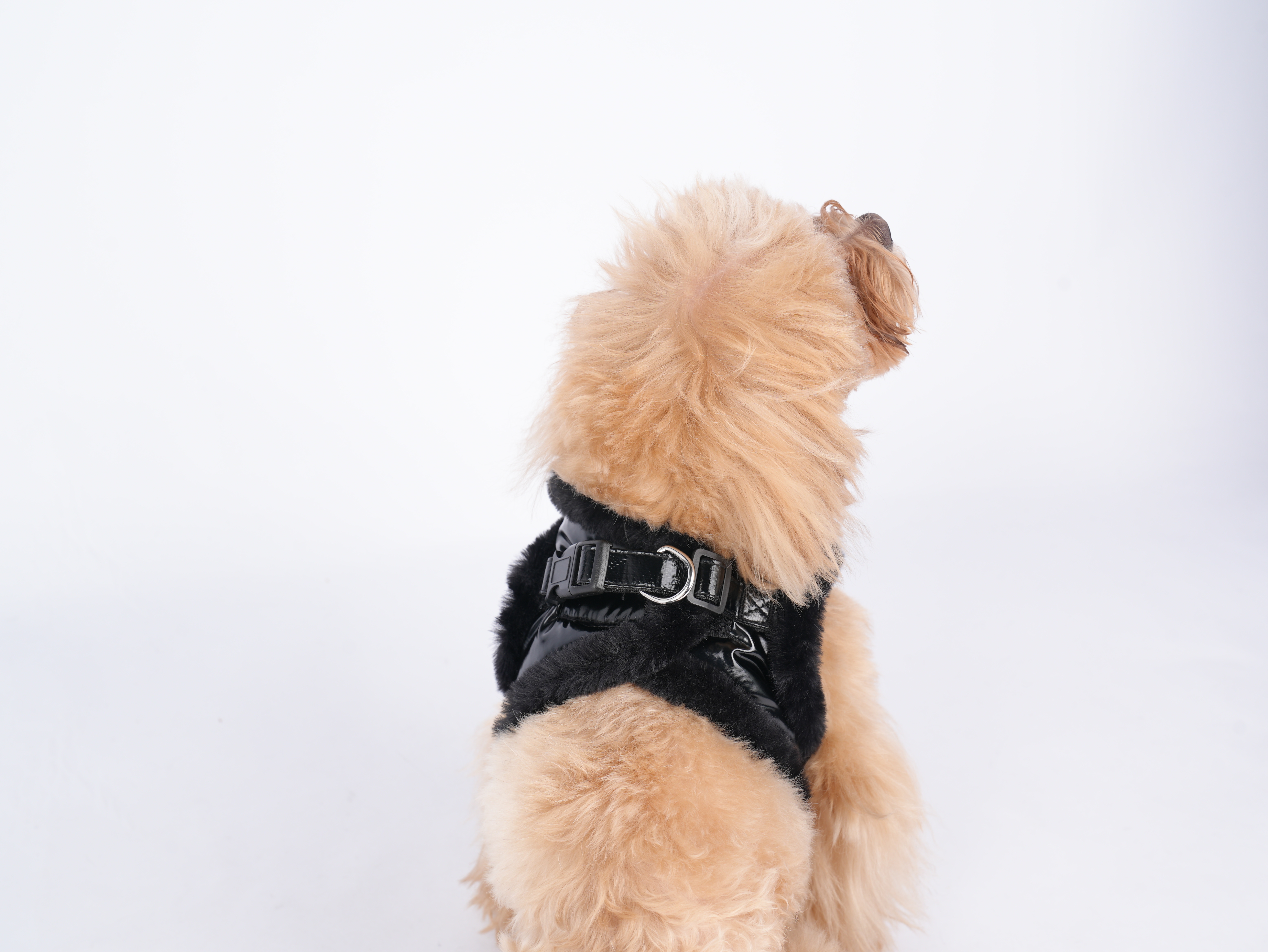 Canach City Black & Black Dog Harness - 2