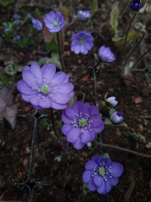 Hepatica nobilis 'Aliette'