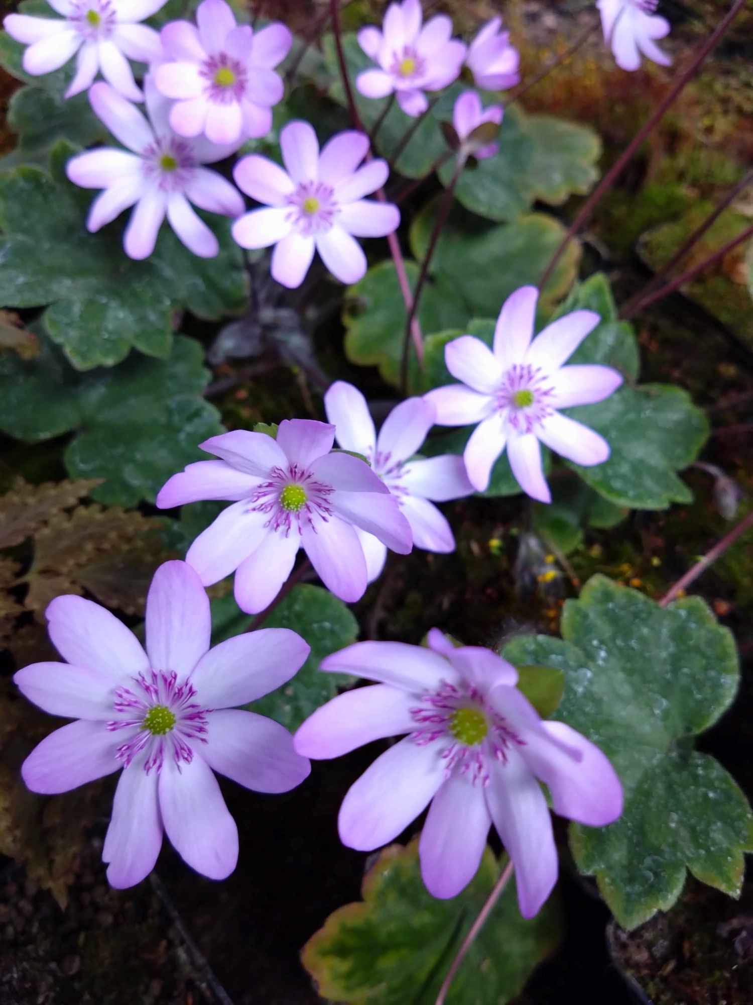 Hepatica yamatutai marbled x transsilvanica 'Schwanensee'