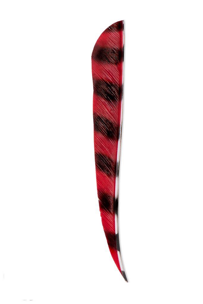 Kalkonfena Barrerad 5" - 2