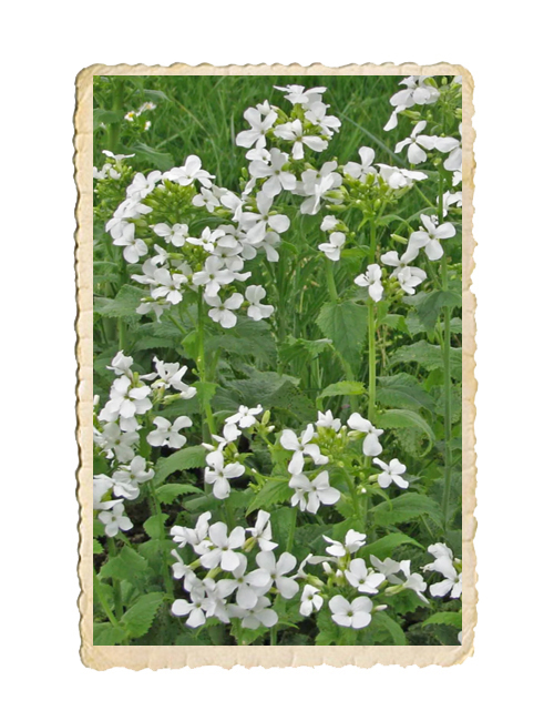 Judaspenning Albiflora