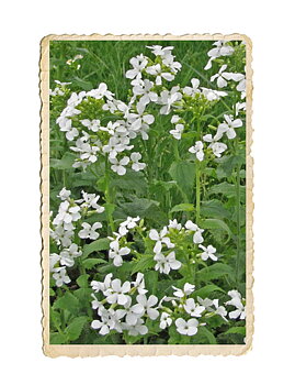 Judaspenning Albiflora