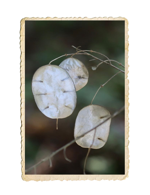 Judaspenning Albiflora - 4