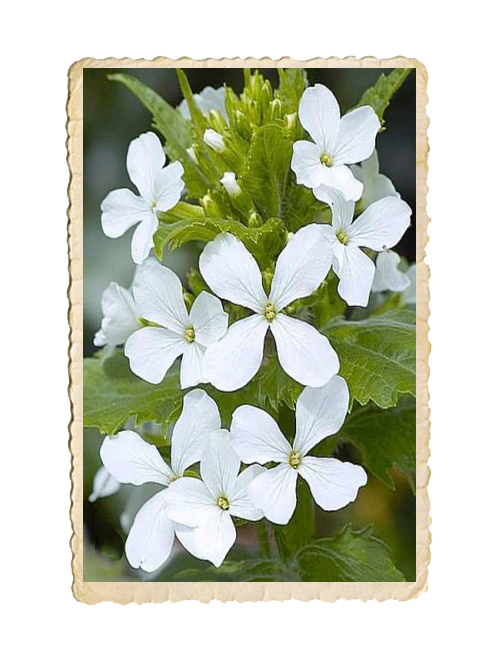 Judaspenning Albiflora - 3
