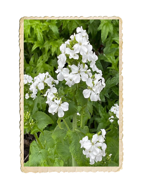 Judaspenning Albiflora - 3