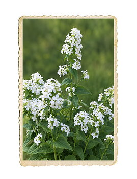Judaspenning Albiflora