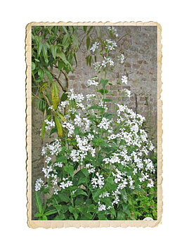 Judaspenning Albiflora