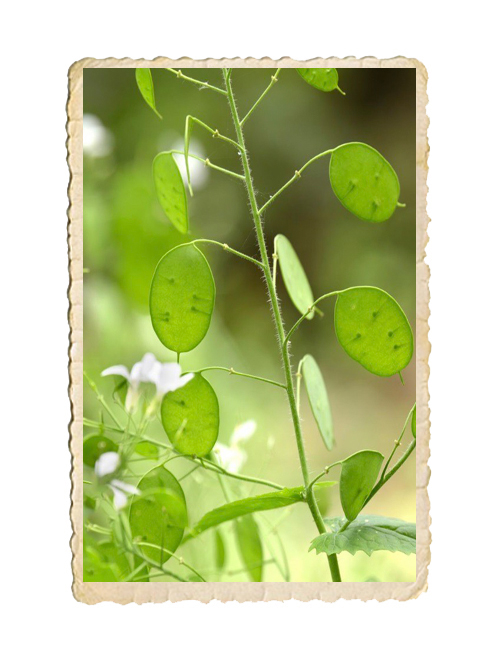 Judaspenning Albiflora - 4