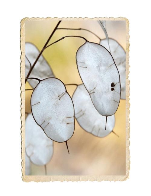 Judaspenning Albiflora - 5
