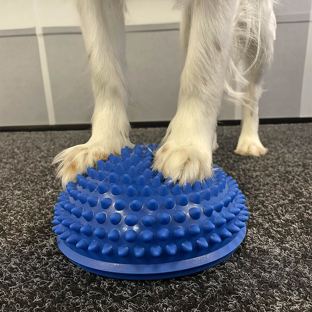 Stor halvboll piggboll med undersida som är rundad