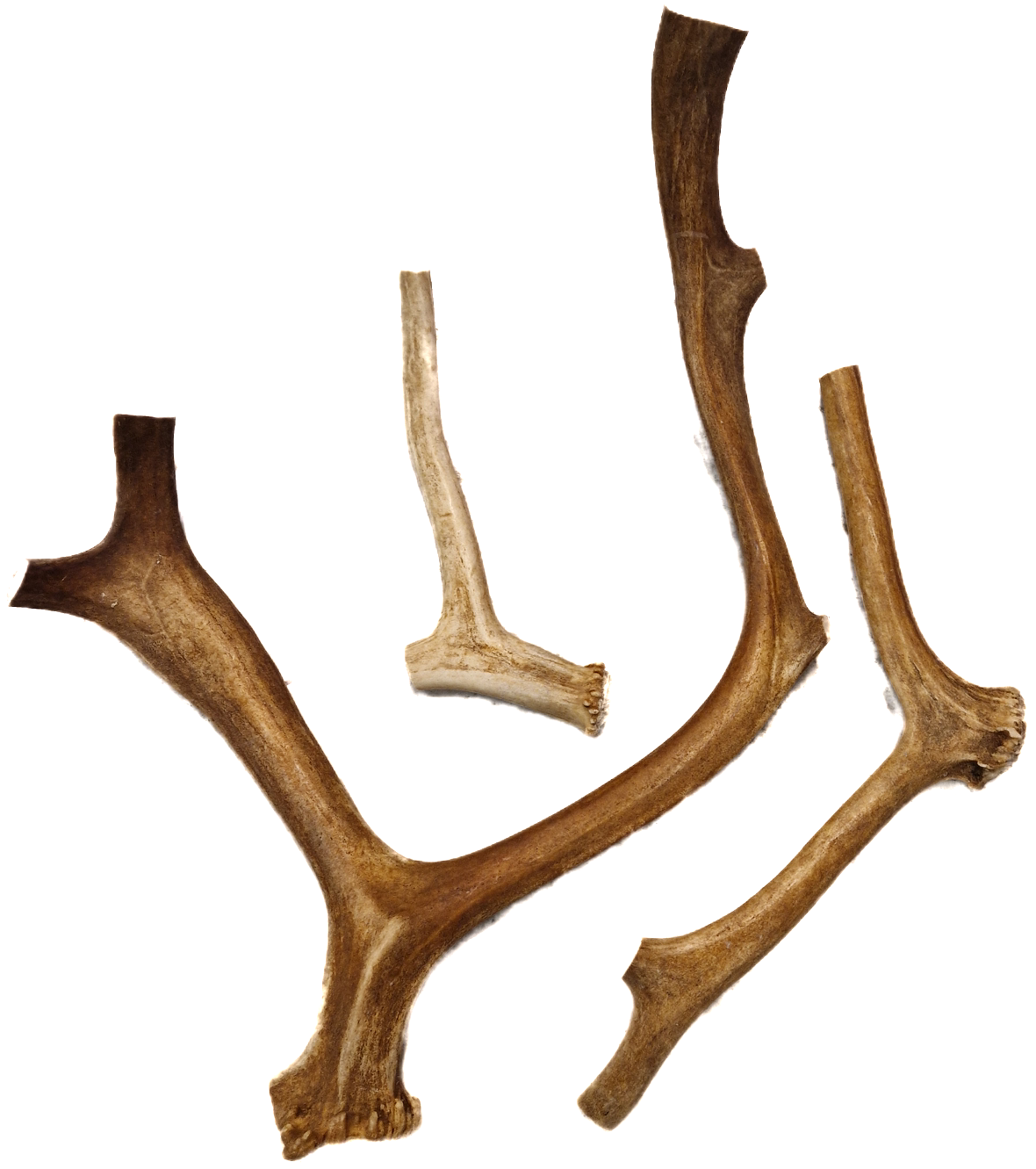 Renhorn tuggben