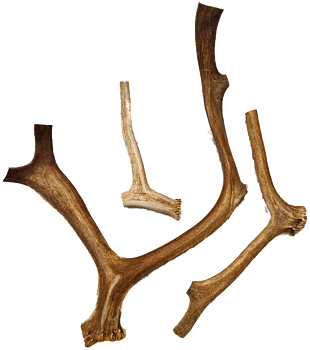 Renhorn tuggben
