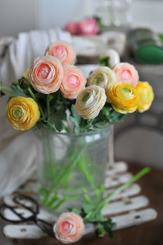 Ranunculus - Ranuncel - Branch - Apricot - 50 cm - 2