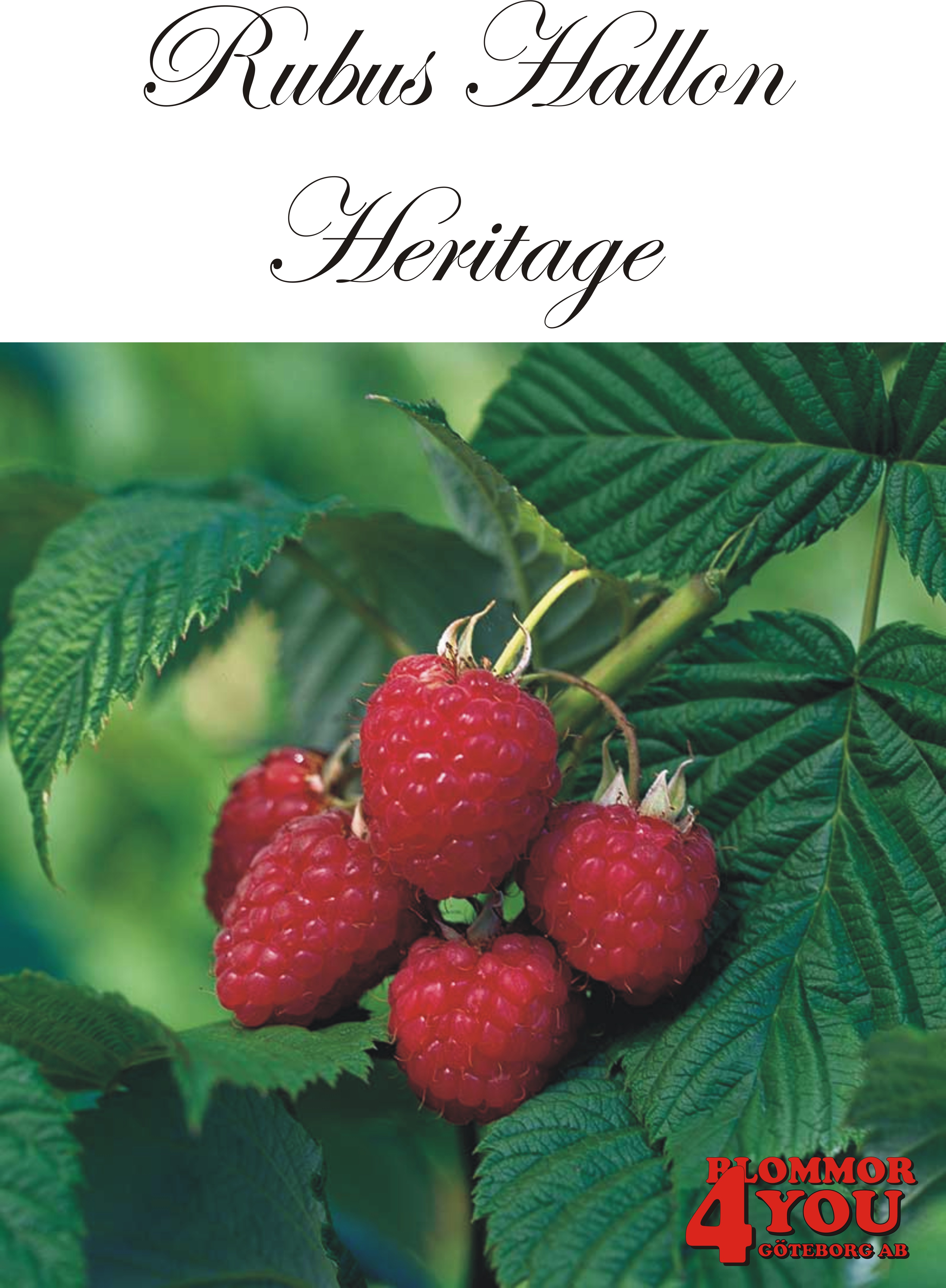 Trädgårdshallon   Rubus    HERITAGE  (CAC) A-kv C2