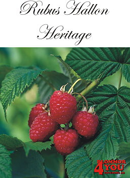 Trädgårdshallon   Rubus    HERITAGE  (CAC) A-kv C2