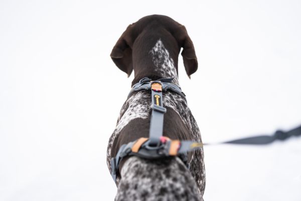 Seleverkstedet Trekreg Harness - Grey 