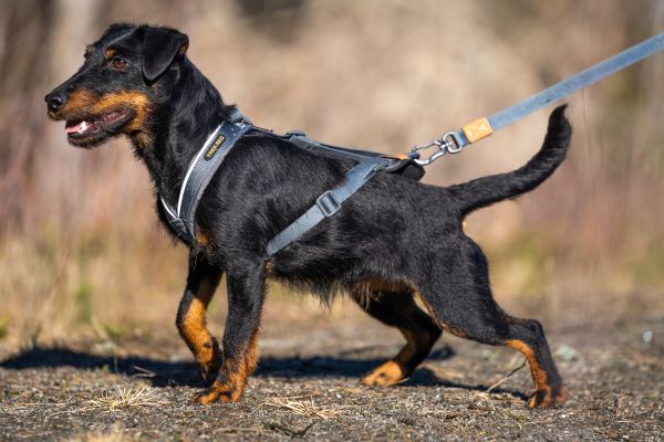 Seleverkstedet Trekreg Harness - Grey 