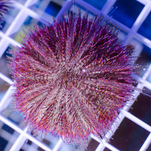 Salmacis spp. - 2