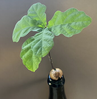 Bild på stickling från ekollon.