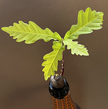 Bild på en stickling från ekollon.