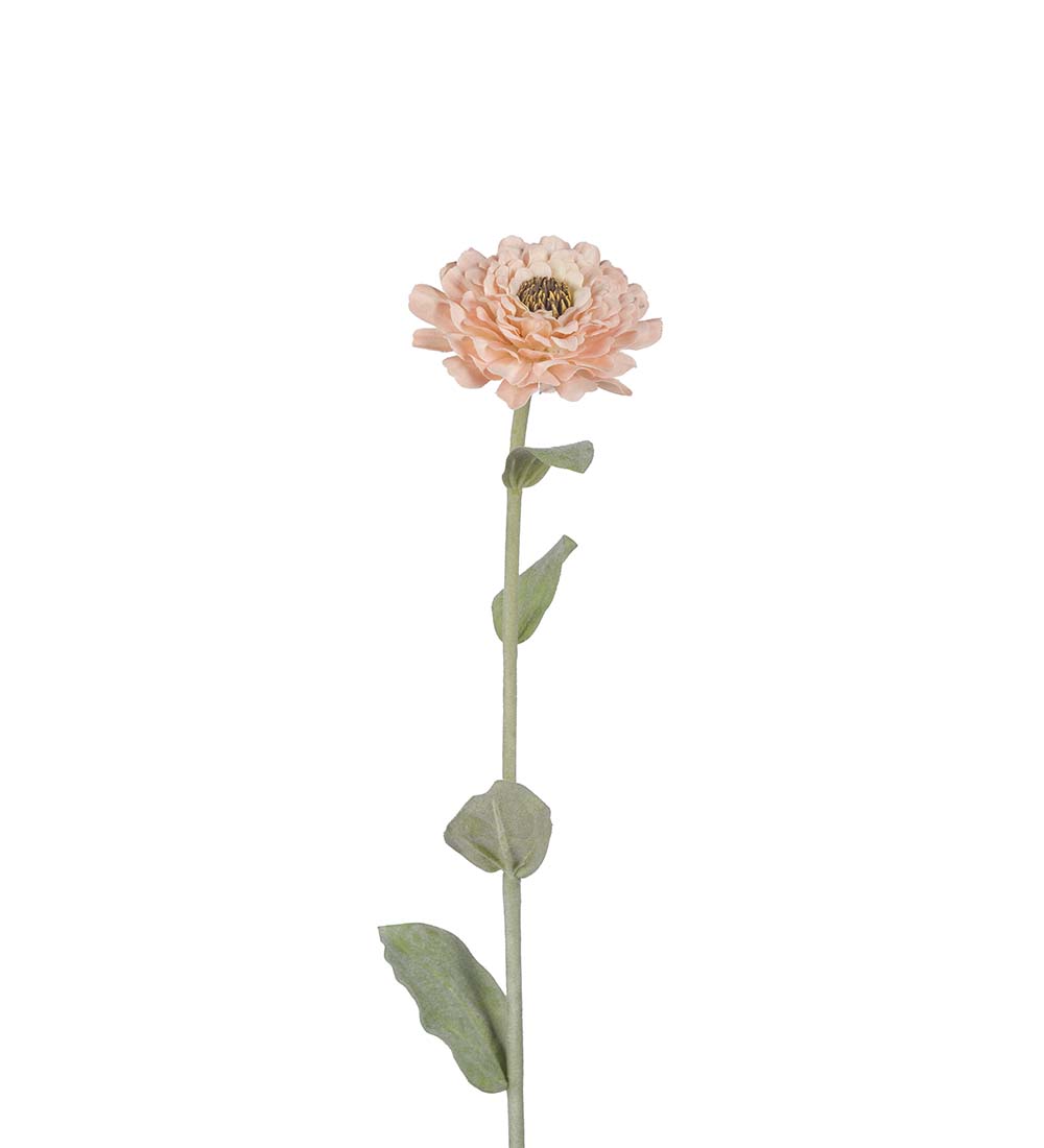 Zinnia aprikos 58 cm