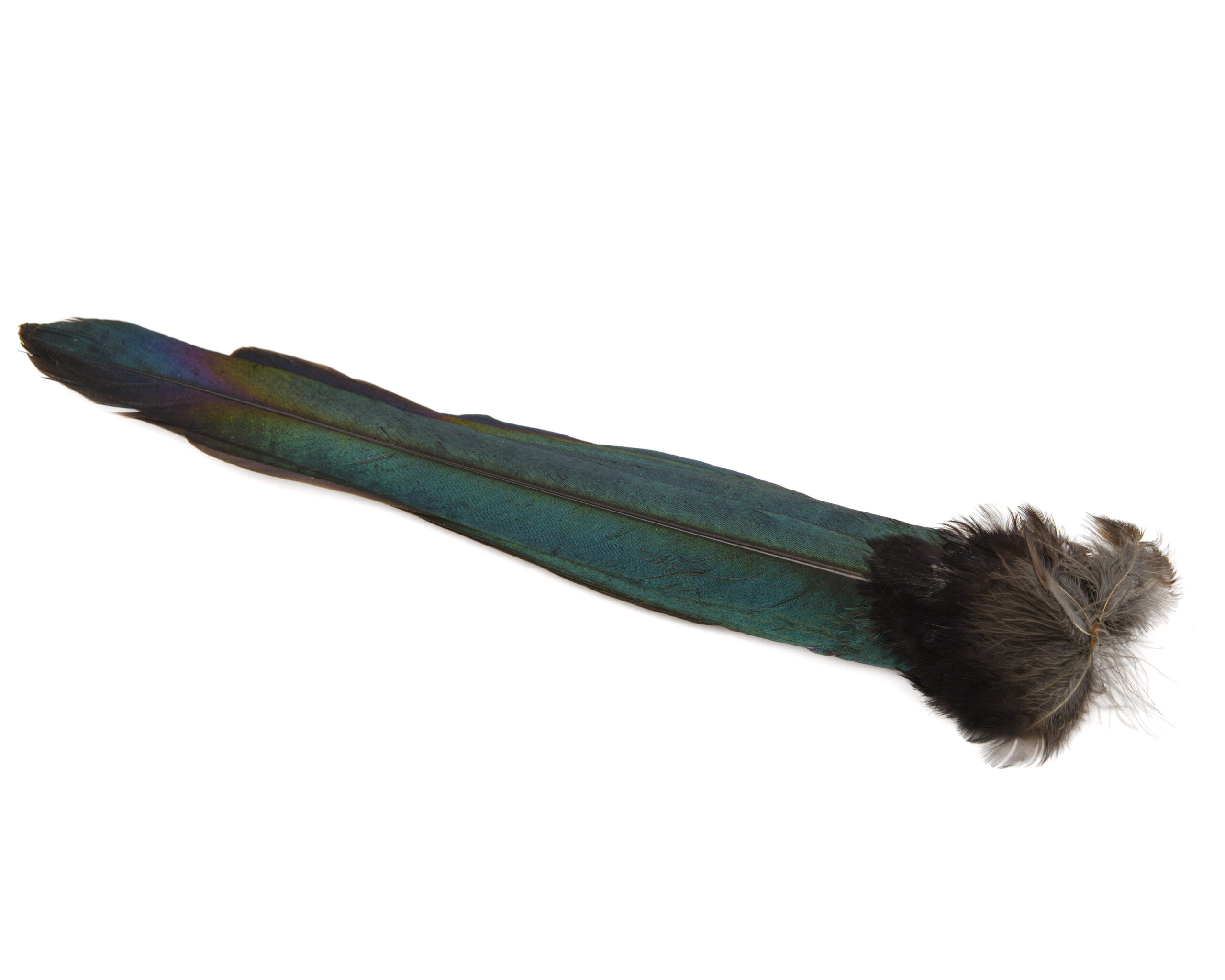 Magpie whole tail