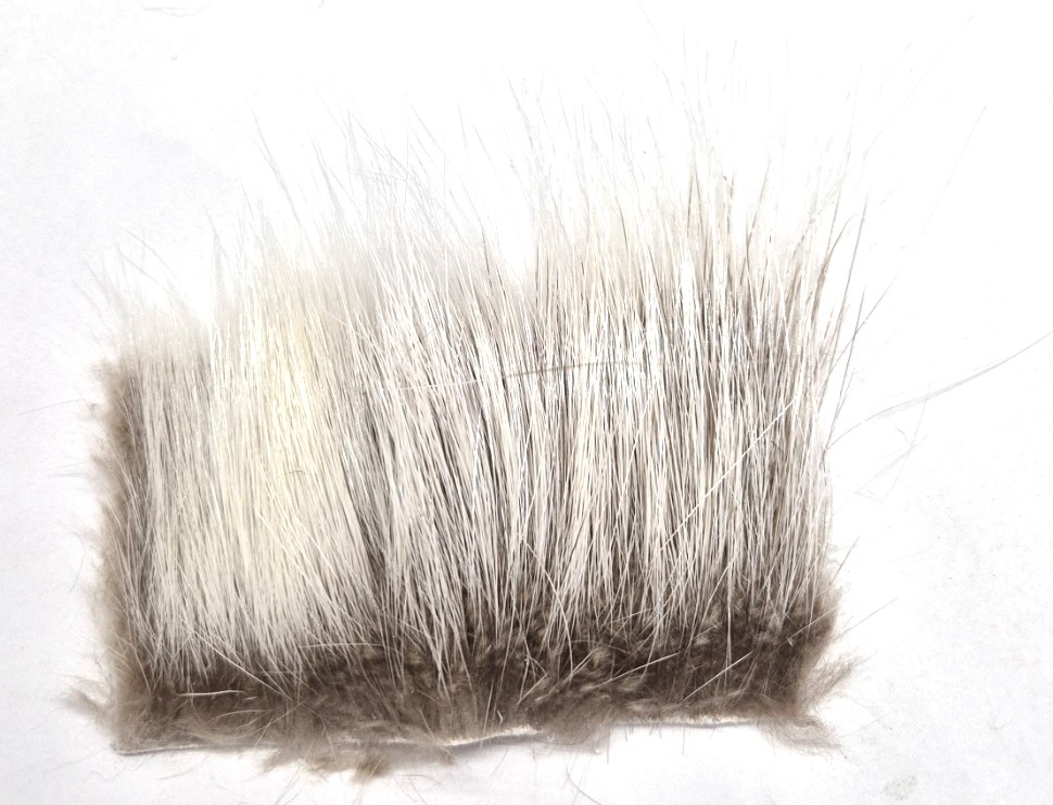 Nutria (sumpbäver) - 2