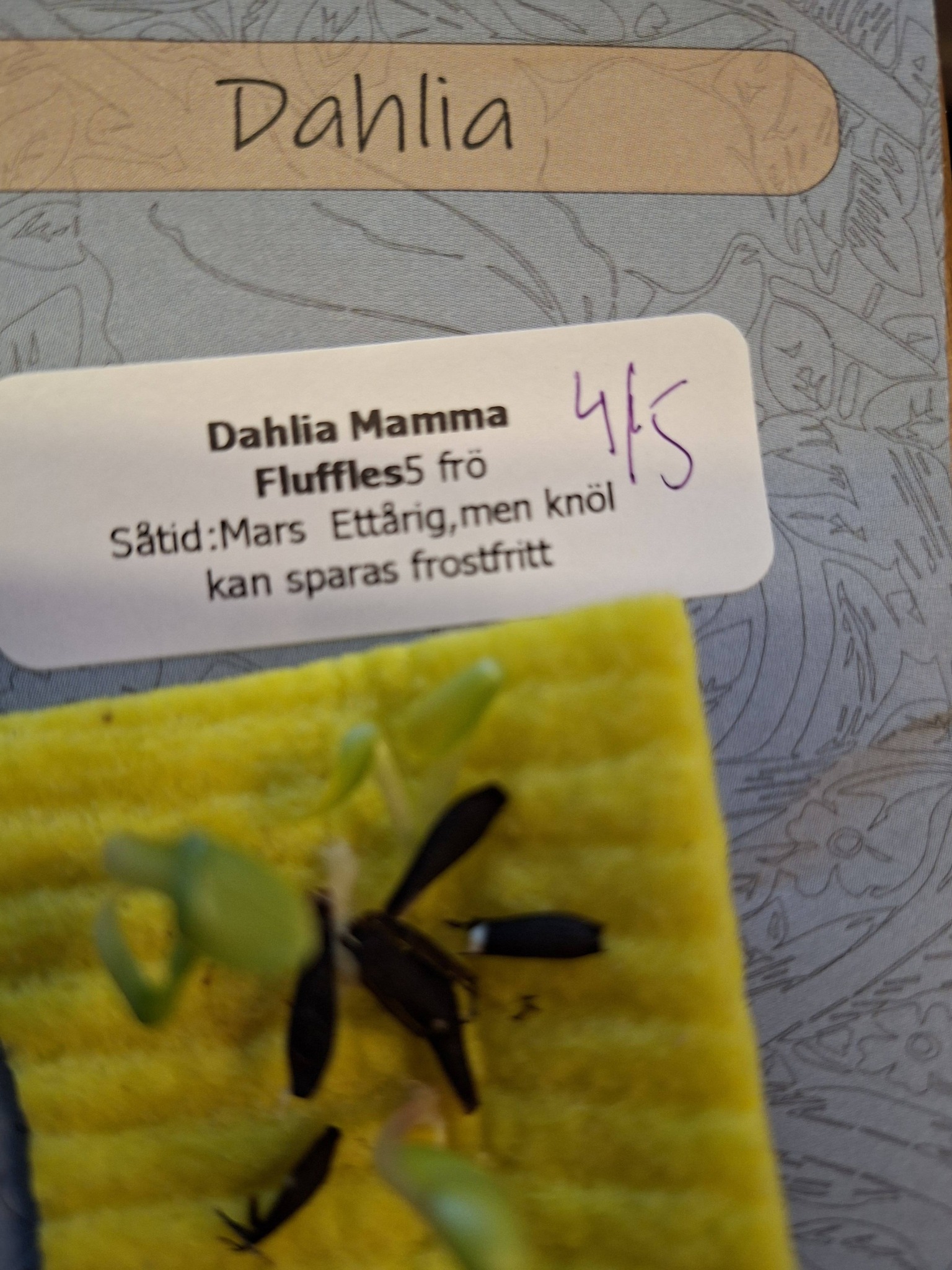 Dahlia  Mamma Fluffles " öppet pollinerade 5 frön - 2