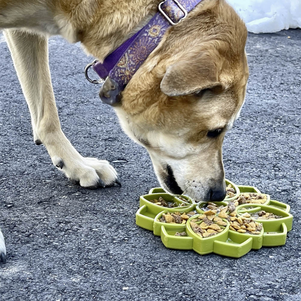 Sodapup Mandala slow feeder hund matskål matberikning