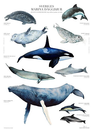 Sveriges marina däggdjur
