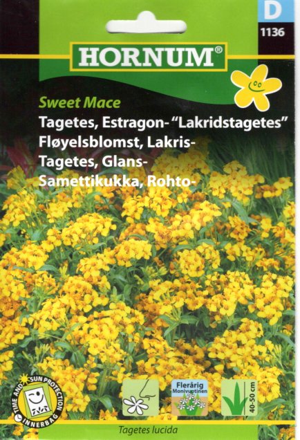 Lakritstagetes 'Sweet Mace'