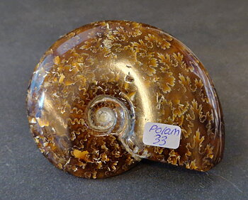 Polerad Ammonit - POLAM33