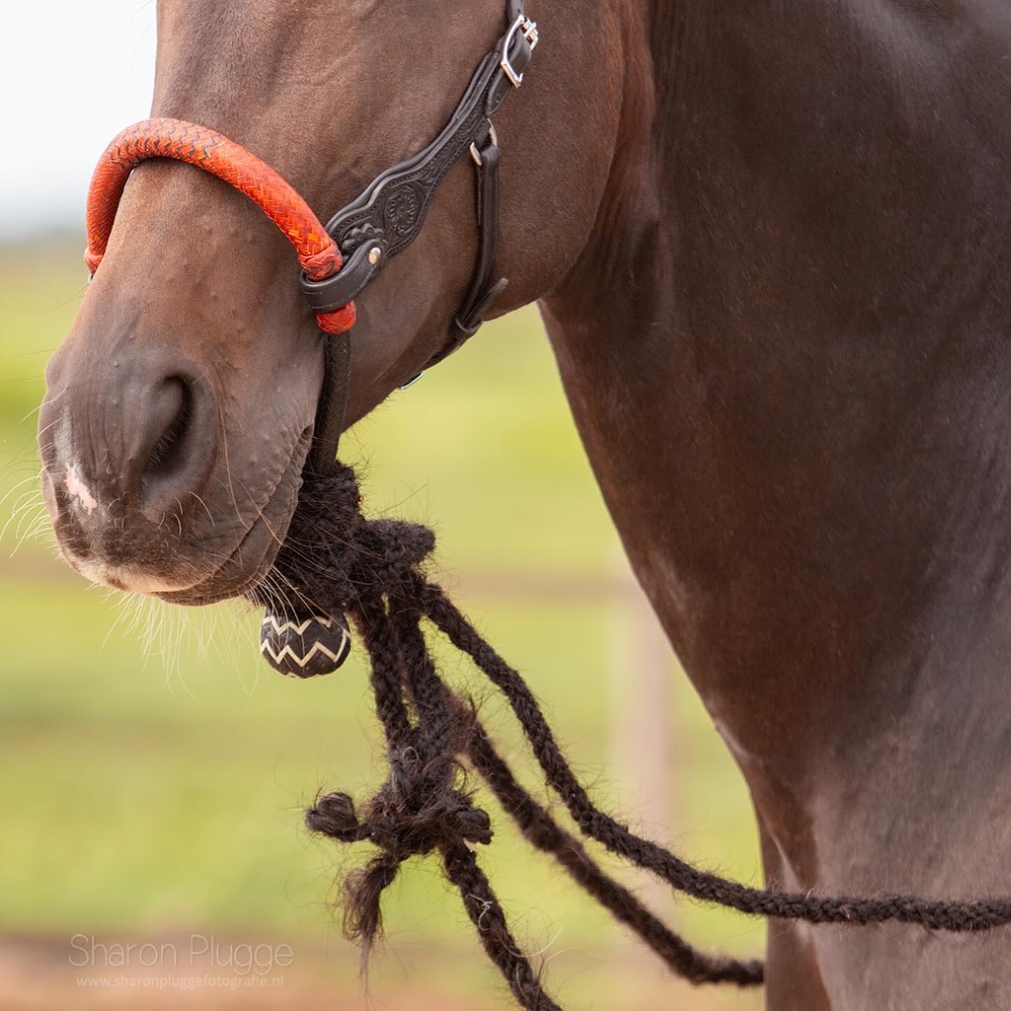 Edix© Rose ED3 anatomical bridle, black - 13