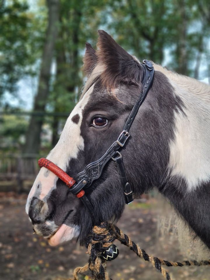 Edix© Rose ED3 anatomical bridle, black - 3