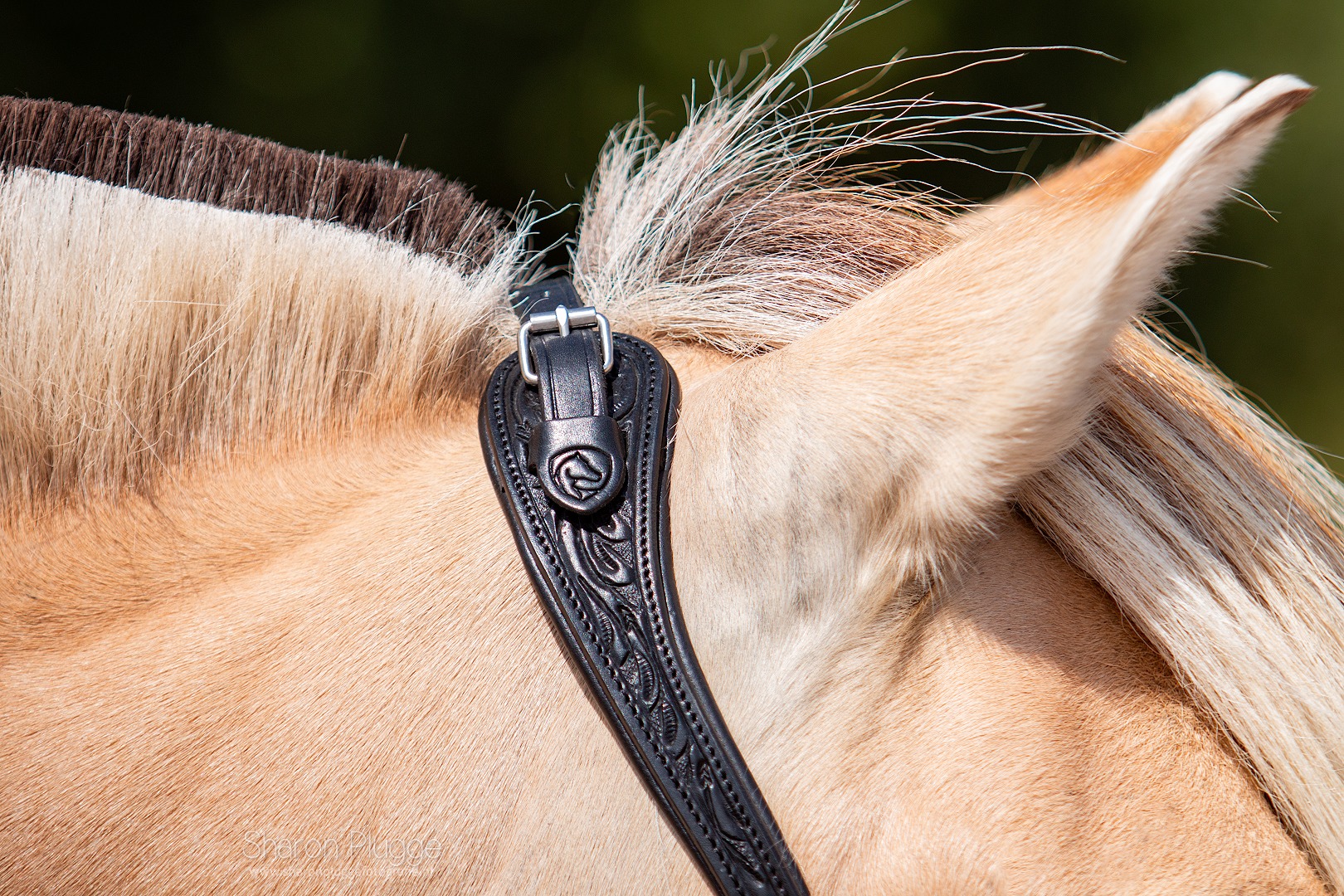 Edix© Rose ED3 anatomical bridle, black - 25
