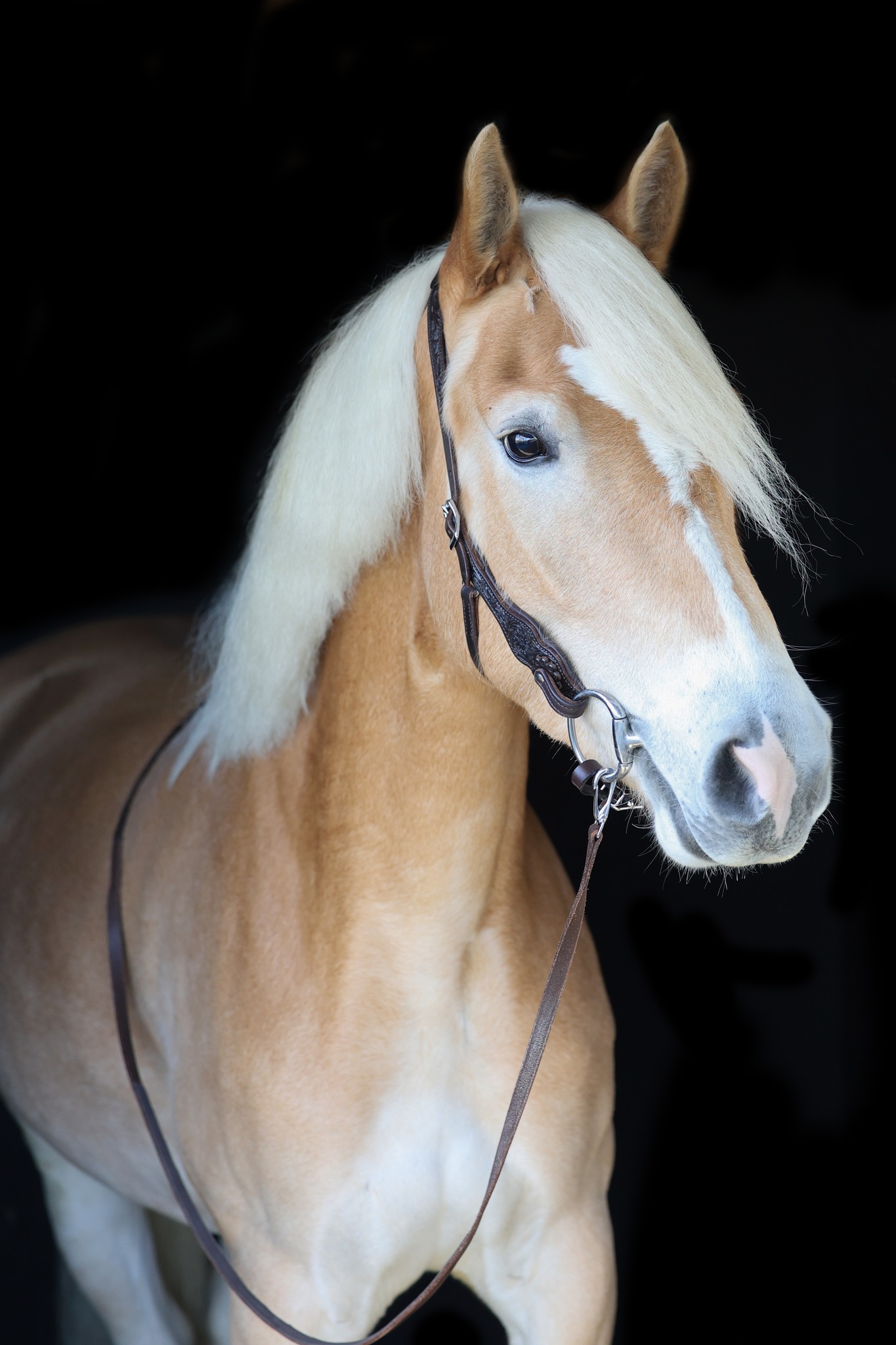 Edix© Rose ED3 anatomical bridle, black - 11
