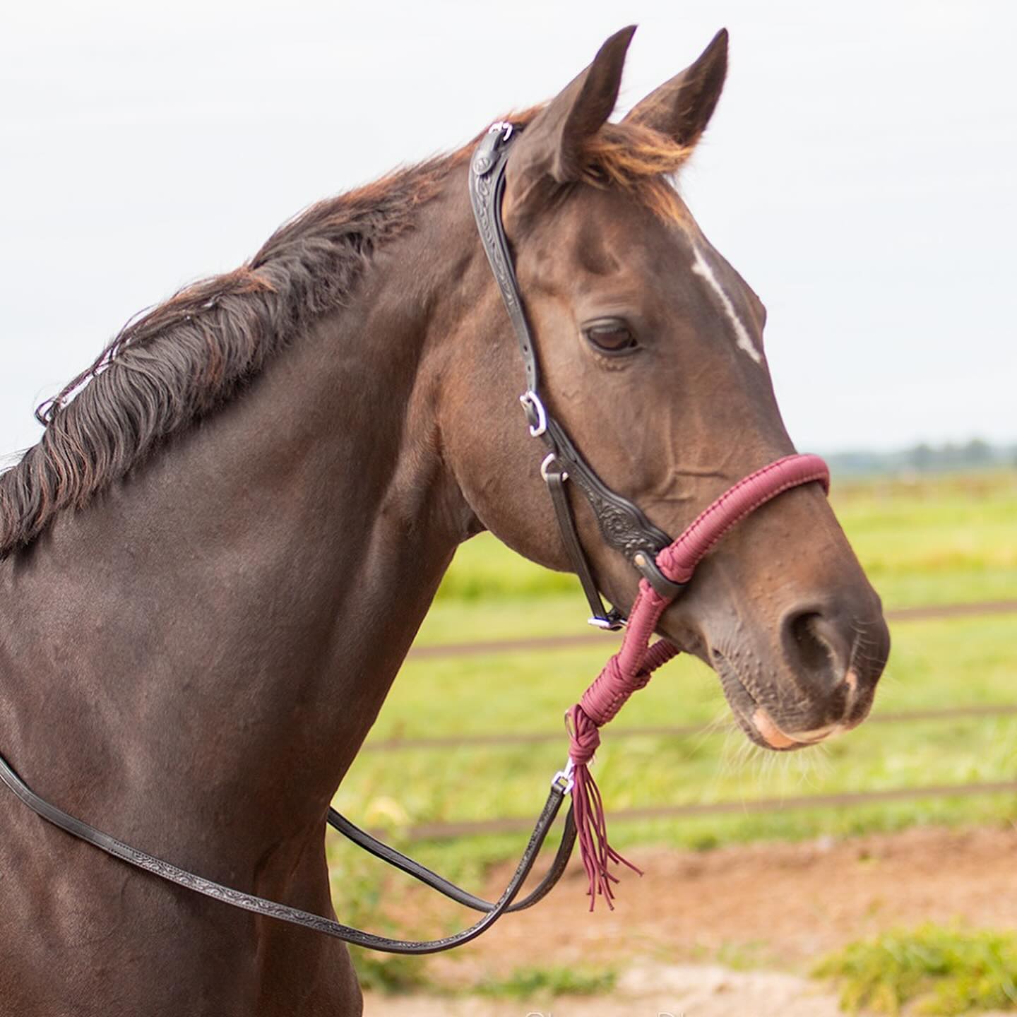 Bosal Edix© Alano, svart - 17