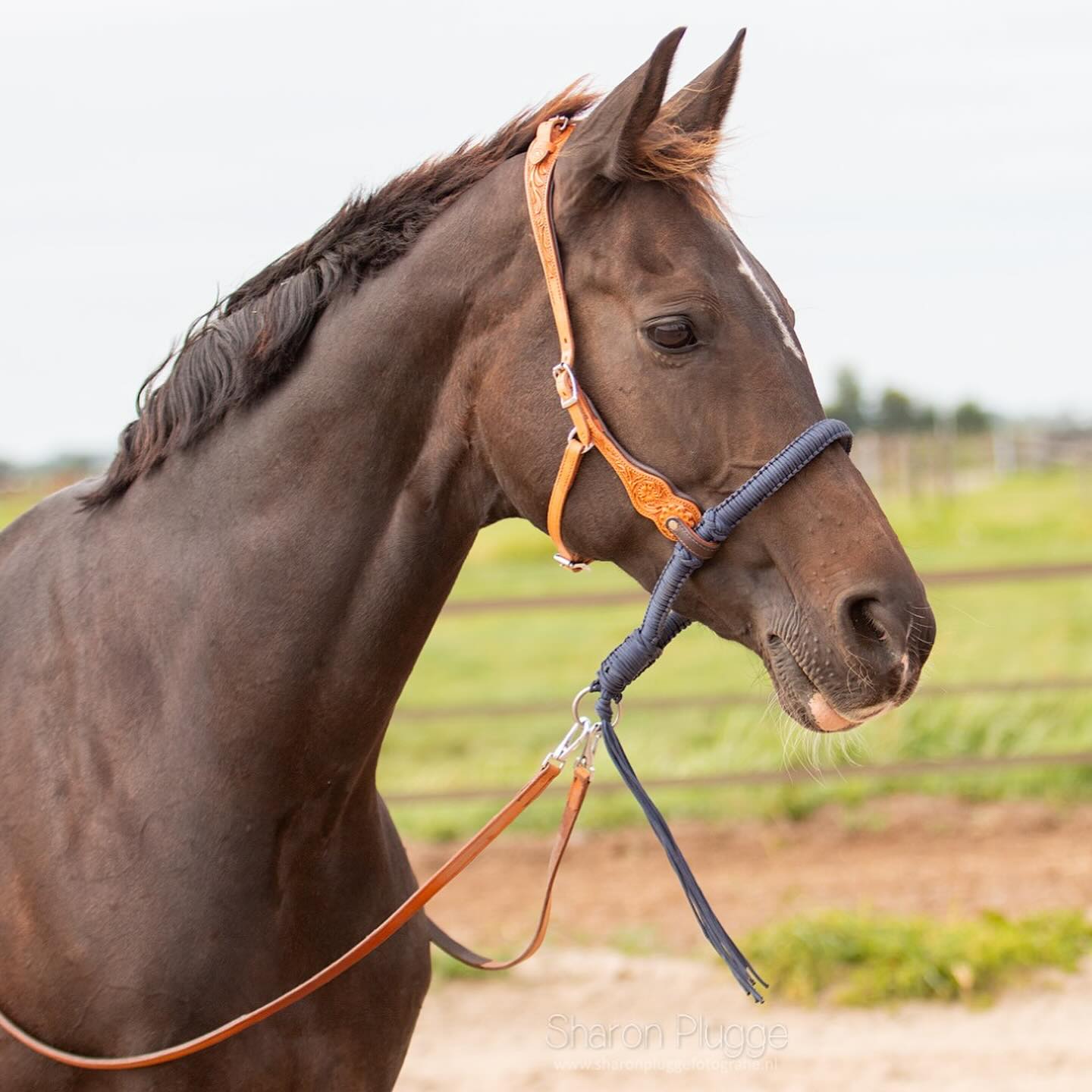 Bosal Edix© Alano, svart - 16