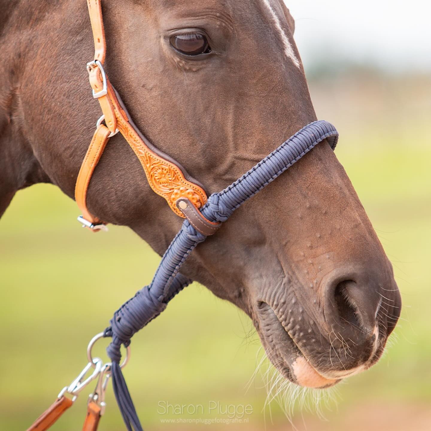 Bosal Edix© Alano, svart - 14