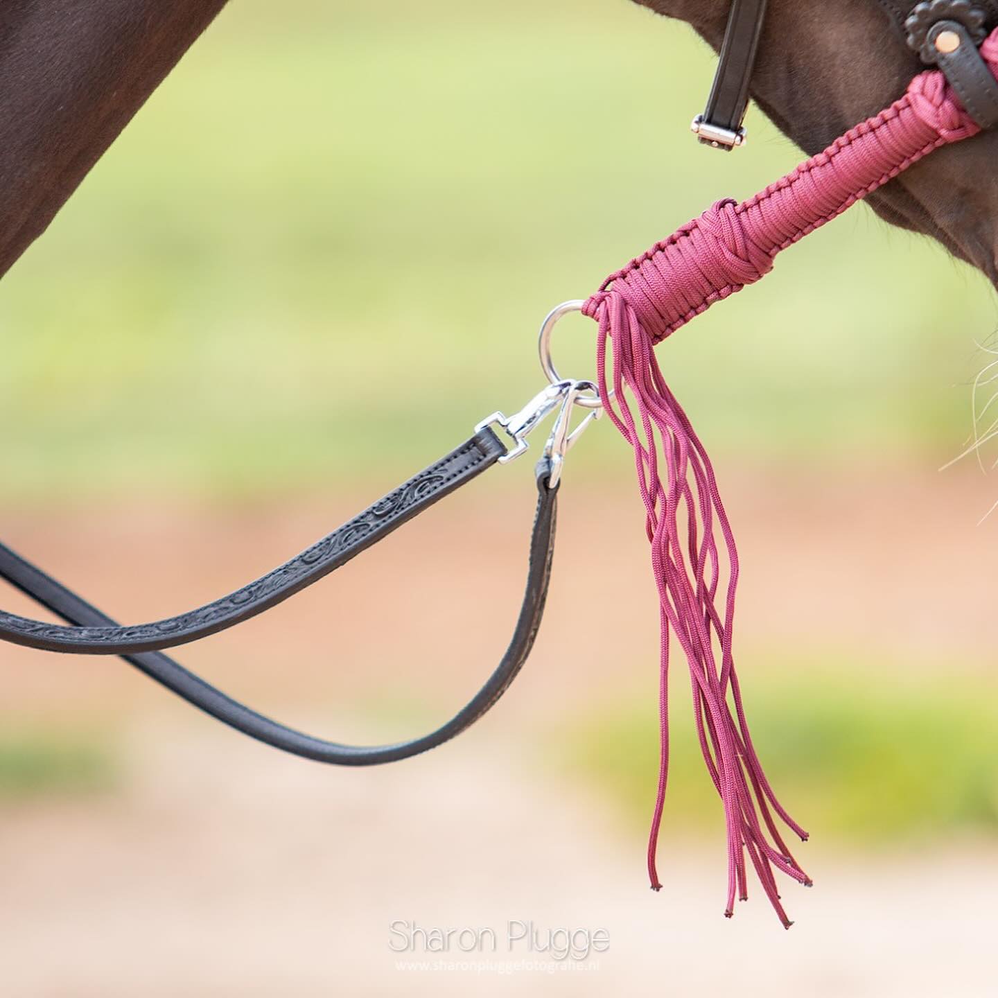 Bosal Edix© Alano, burgundy - 12