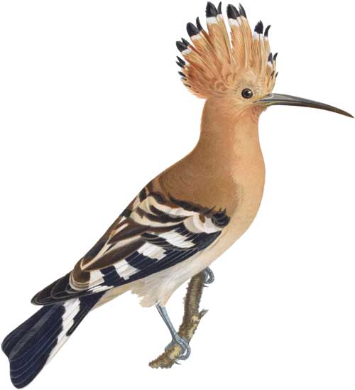 Wiedehopf Wildlife Garden