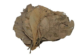 Teak blad 10 st.