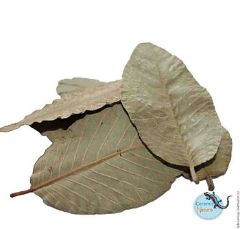 Guave blad 15 st.