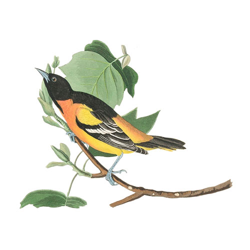 Baltimore Oriole