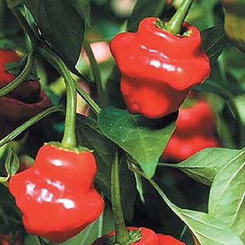 Jamaican rosso